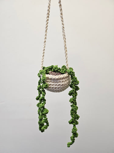 Hanging Pearl Plant